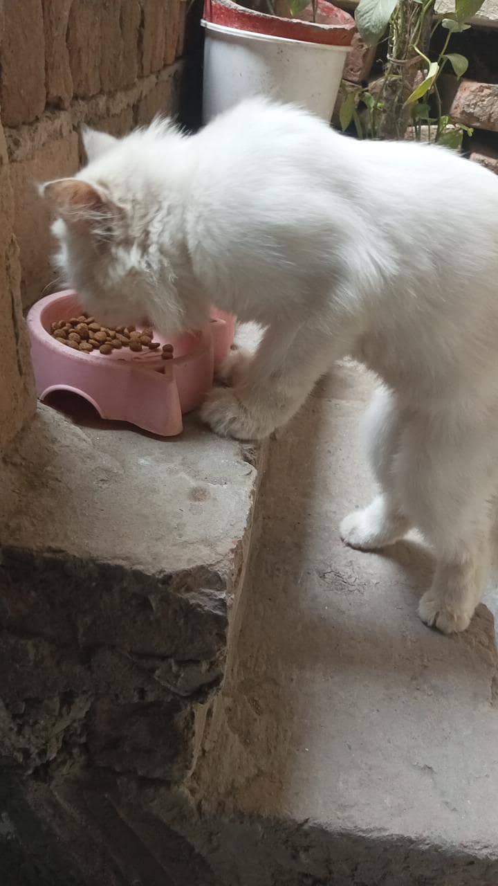 Persian cat. . . age 1 year female 1