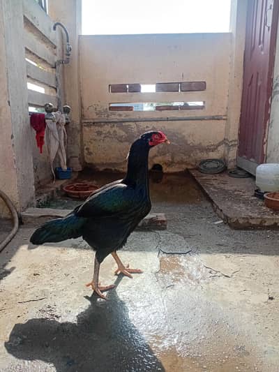 Aseel murgi hen . . . super quality. . . eggs or bachy bahtreen palti ha