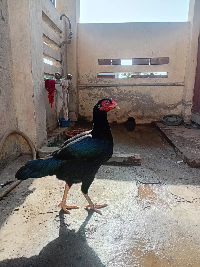Aseel murgi hen . . . super quality. . . eggs or bachy bahtreen palti ha — photo 2