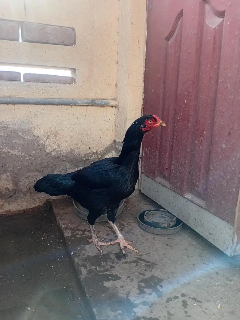 Aseel murgi hen . . . super quality. . . eggs or bachy bahtreen palti ha — photo 3
