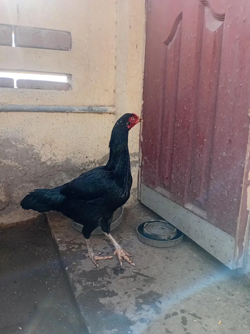 Aseel murgi hen . . . super quality. . . eggs or bachy bahtreen palti ha — photo 4