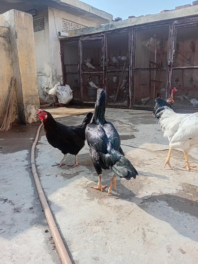 Aseel murgi hen . . . super quality. . . eggs or bachy bahtreen palti ha — photo 5