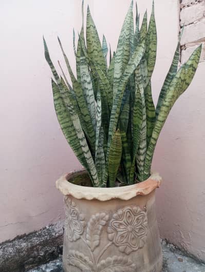 snake plant for sale with pot (gumlaa)| large pot(gamlaa)