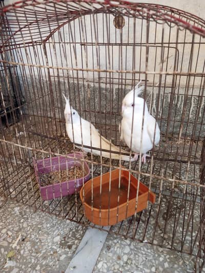 cocktails pair for sale