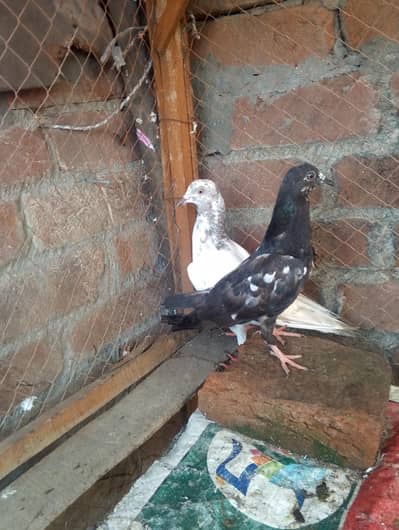mix kabootar for sale