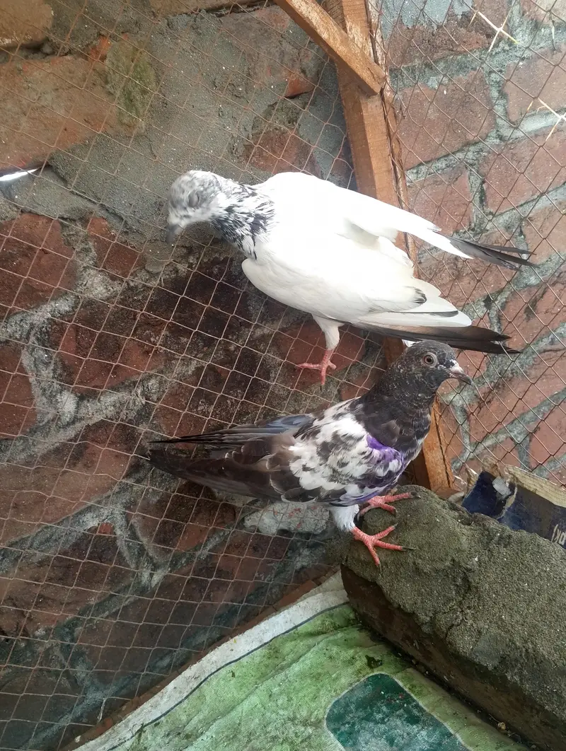 mix kabootar for sale — photo 2
