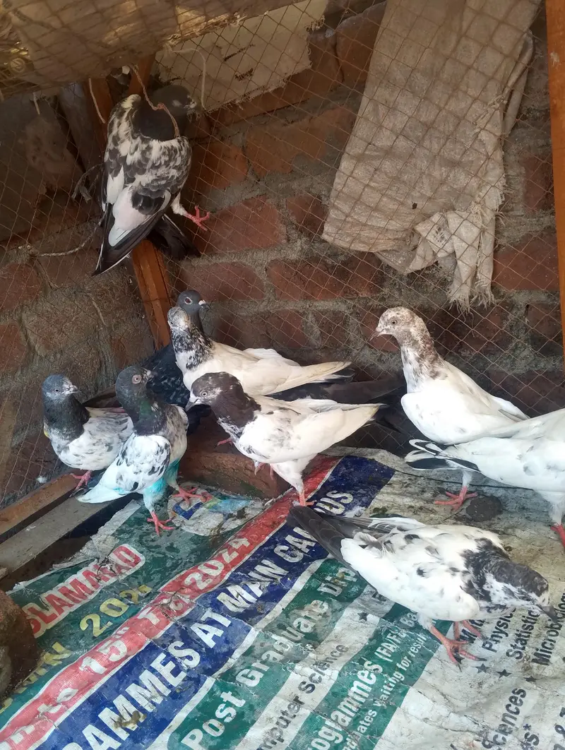 mix kabootar for sale — photo 3