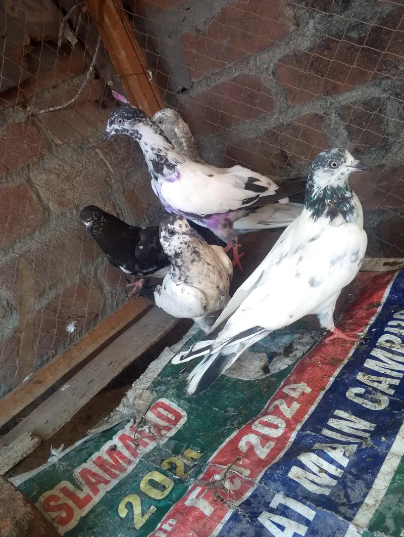 mix kabootar for sale — photo 4
