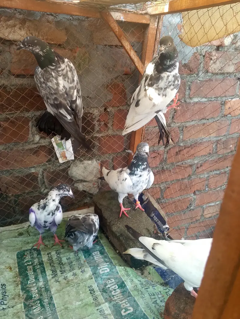 mix kabootar for sale — photo 6