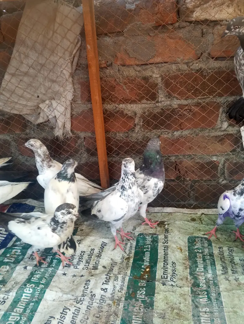 mix kabootar for sale — photo 7