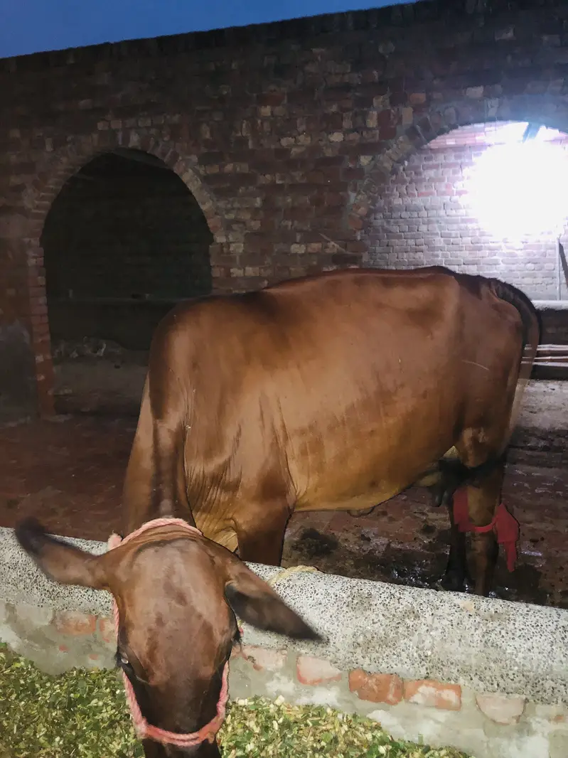 2 cows first timer 1 buffalo first timer — photo 3