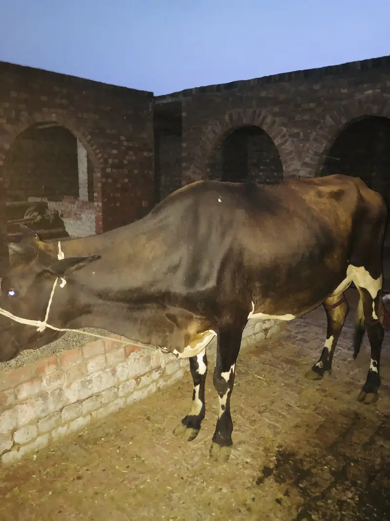 2 cows first timer 1 buffalo first timer — photo 4