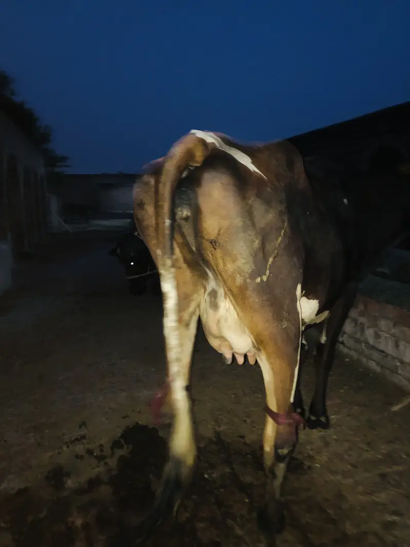 2 cows first timer 1 buffalo first timer — photo 5