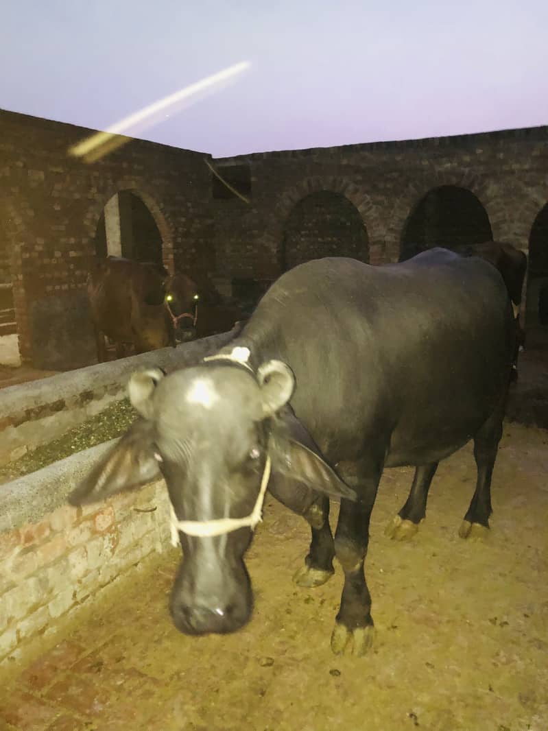 2 cows first timer 1 buffalo first timer 6