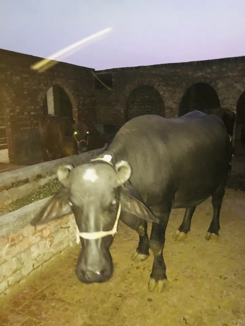 2 cows first timer 1 buffalo first timer — photo 7