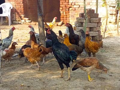 Aseel and Desi breed.  age 5 month. . . ready for egg. . pr piece 2500