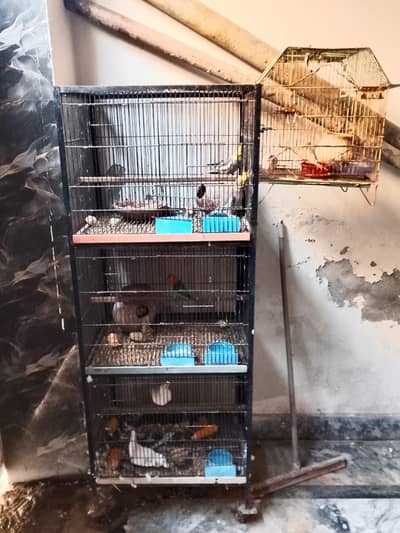 complete setup cocateil love birds doves 03281239288 wahstapp