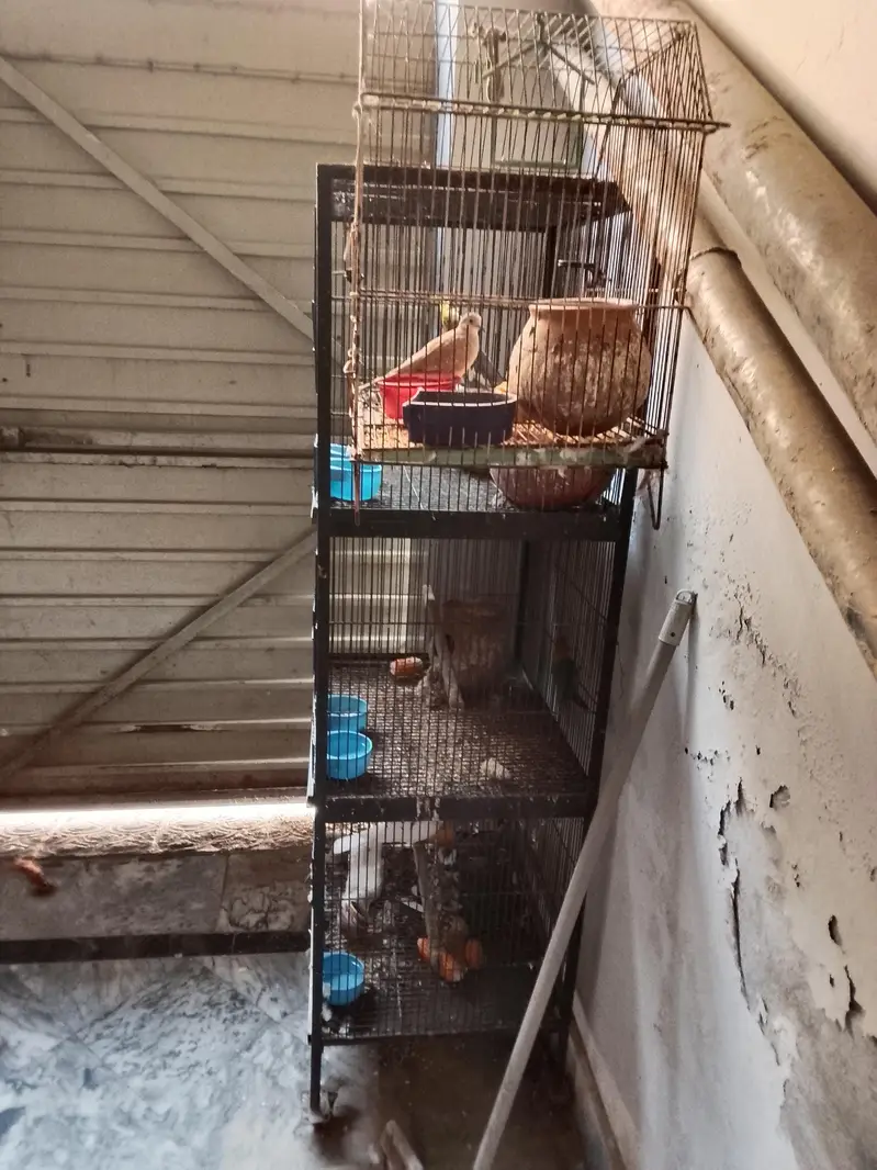 complete setup cocateil love birds doves 03281239288 wahstapp — photo 2