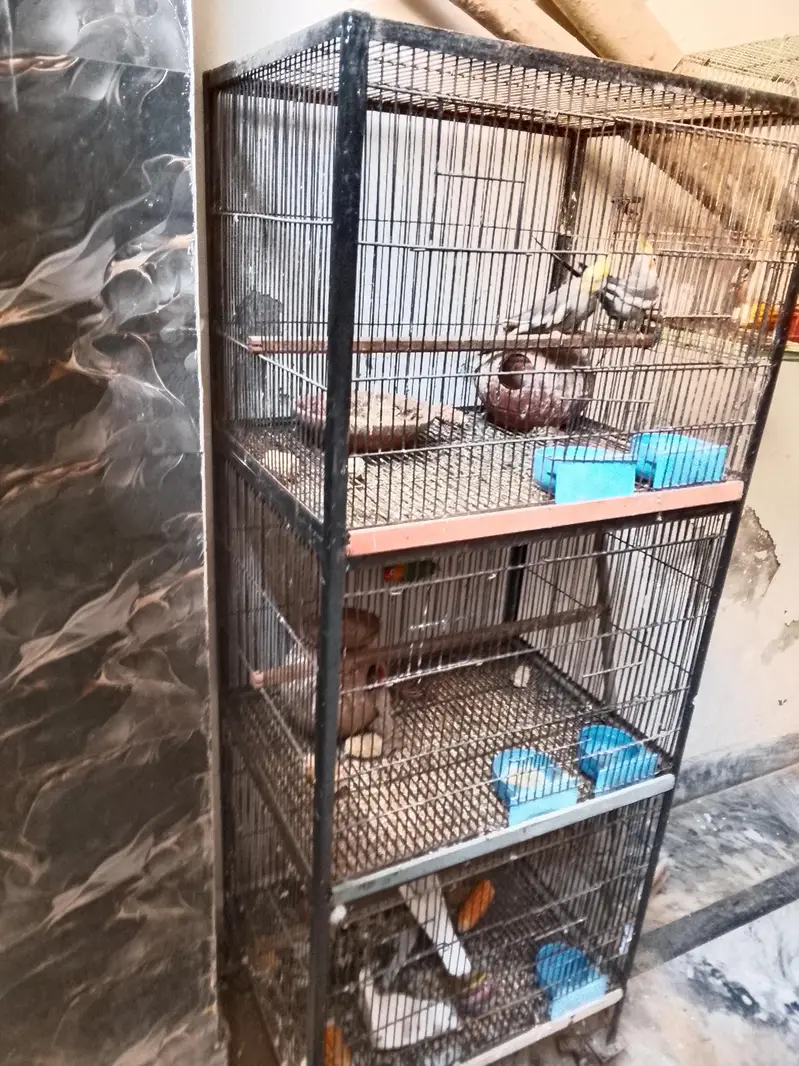 complete setup cocateil love birds doves 03281239288 wahstapp — photo 3