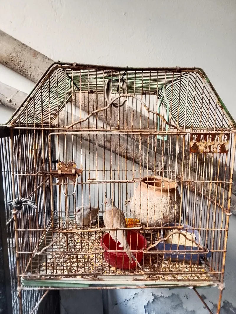 complete setup cocateil love birds doves 03281239288 wahstapp — photo 4