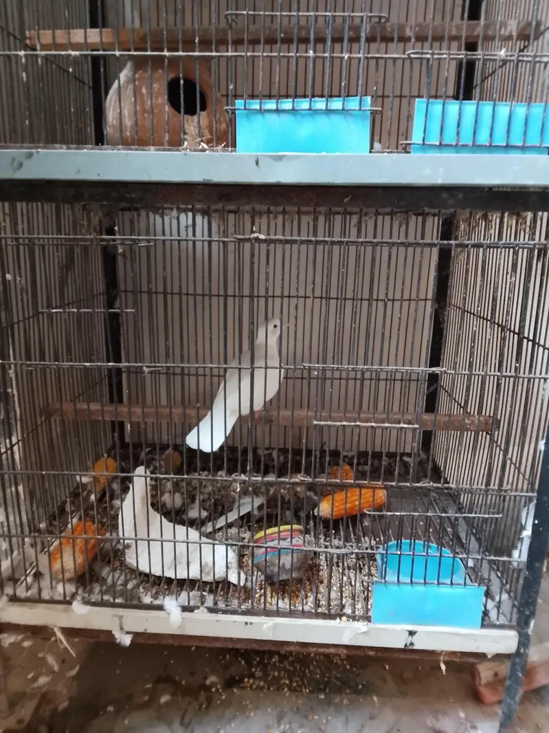 complete setup cocateil love birds doves 03281239288 wahstapp — photo 5