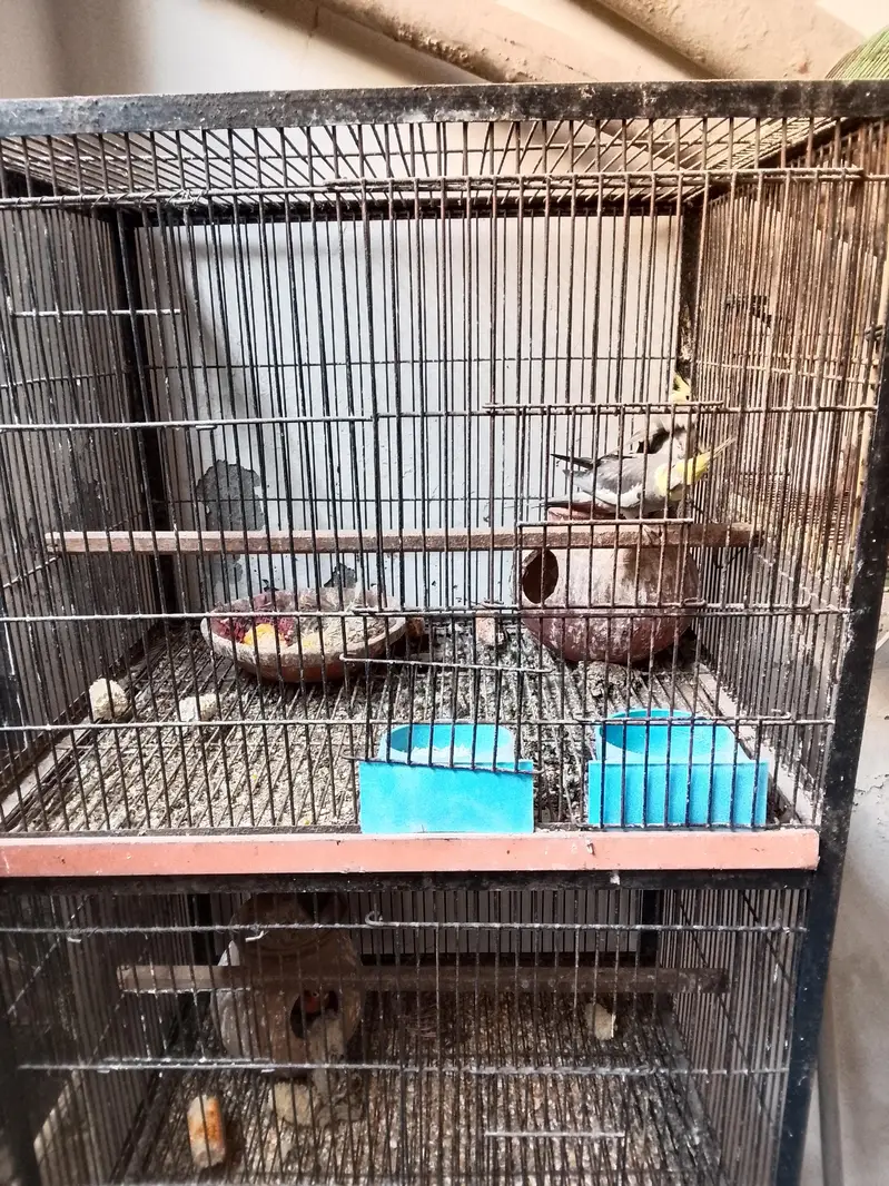 complete setup cocateil love birds doves 03281239288 wahstapp — photo 6