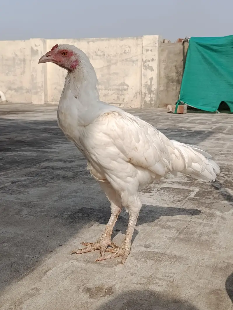 Aseel Heera Madi for sale — photo 2