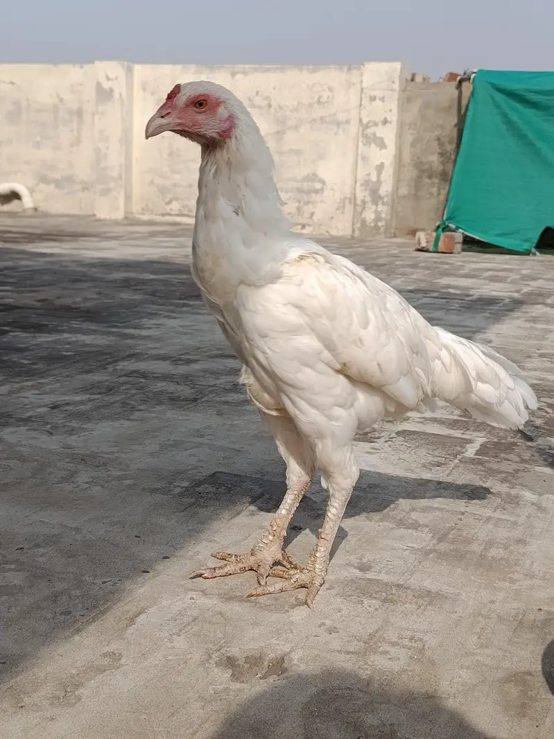 Aseel Heera Madi for sale — photo 4