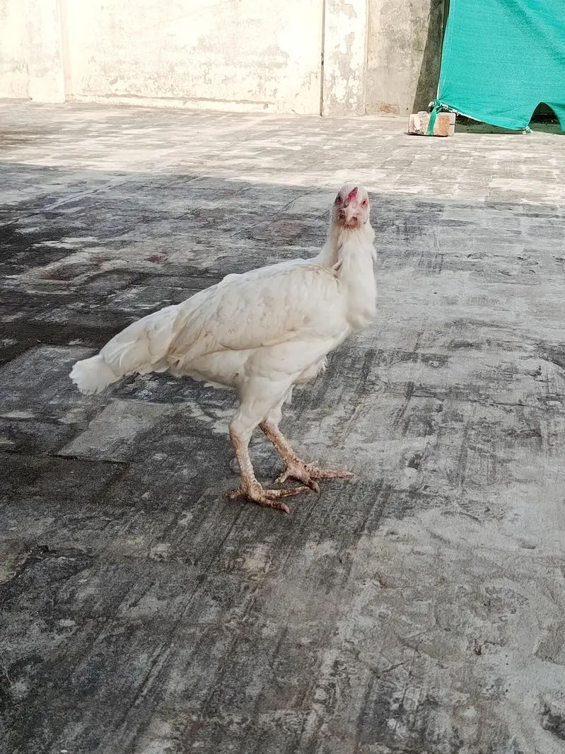 Aseel Heera Madi for sale — photo 5