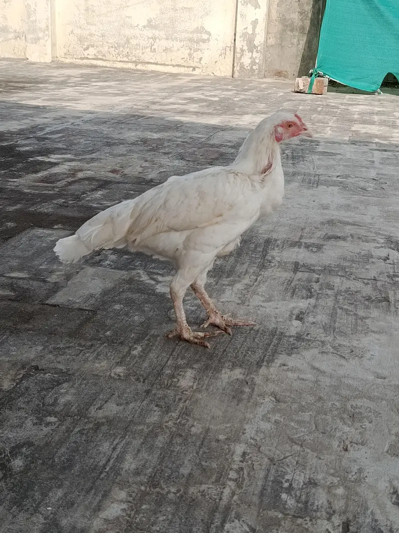 Aseel Heera Madi for sale — photo 6