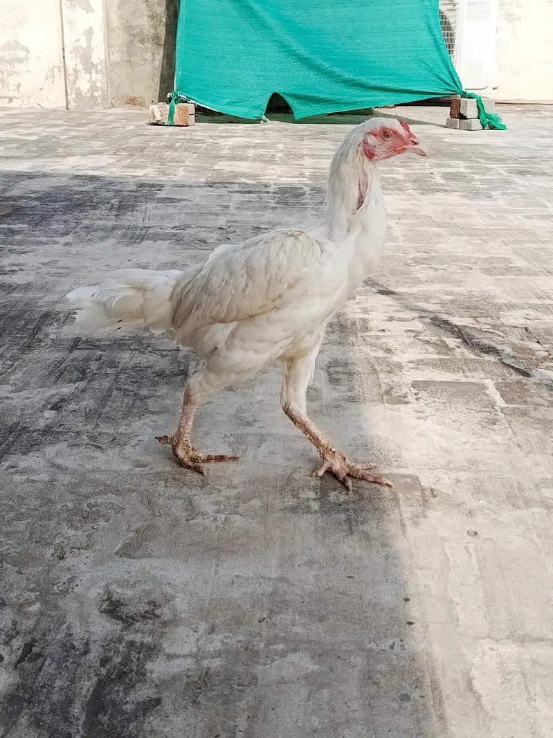 Aseel Heera Madi for sale — photo 7