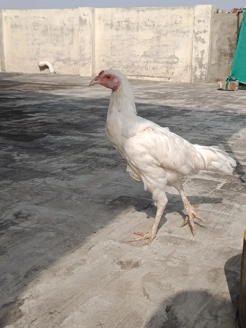 Aseel Heera Madi for sale — photo 8