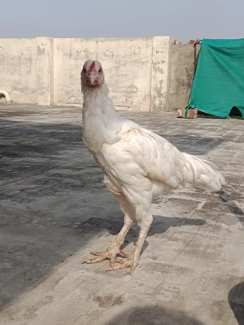 Aseel Heera Madi for sale — photo 9
