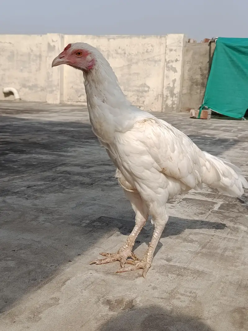 Aseel Heera Madi for sale — photo 10