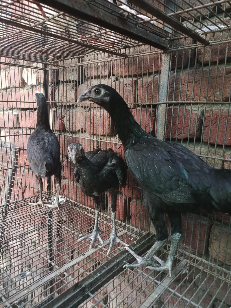 kurak wali aseel  or pathay pathiya — photo 3