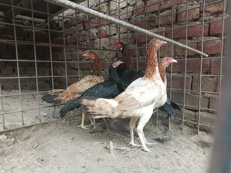 kurak wali aseel  or pathay pathiya — photo 8