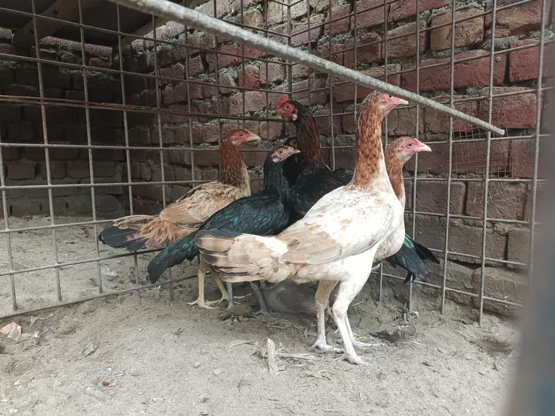 kurak wali aseel  or pathay pathiya — photo 9