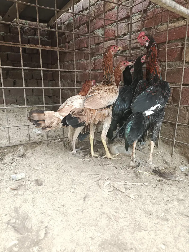 kurak wali aseel  or pathay pathiya — photo 10