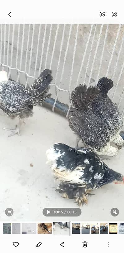 Egyptian fyumi hens