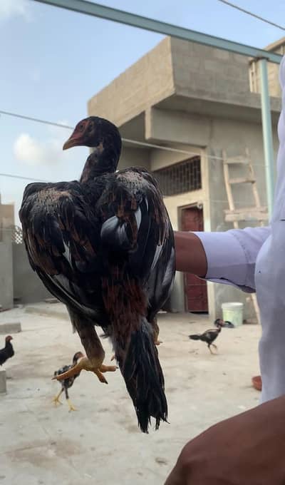 pathi 5 female old blood king peela jis bahi ko smj Hy rabta kro