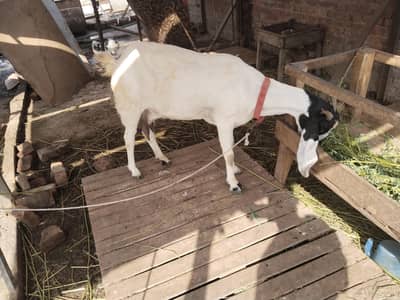 bakri ha bhot achi dood wali
