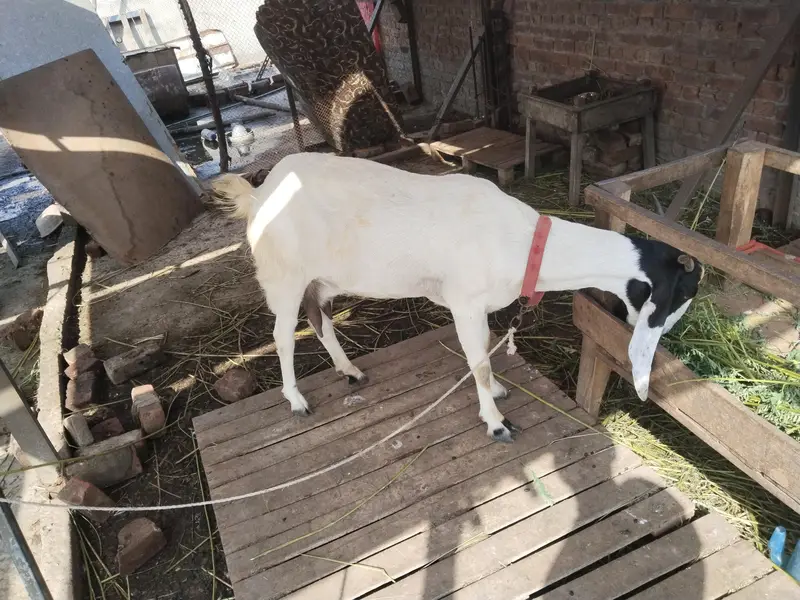 bakri ha bhot achi dood wali — photo 2