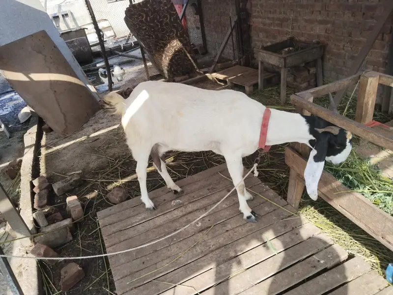 bakri ha bhot achi dood wali — photo 3