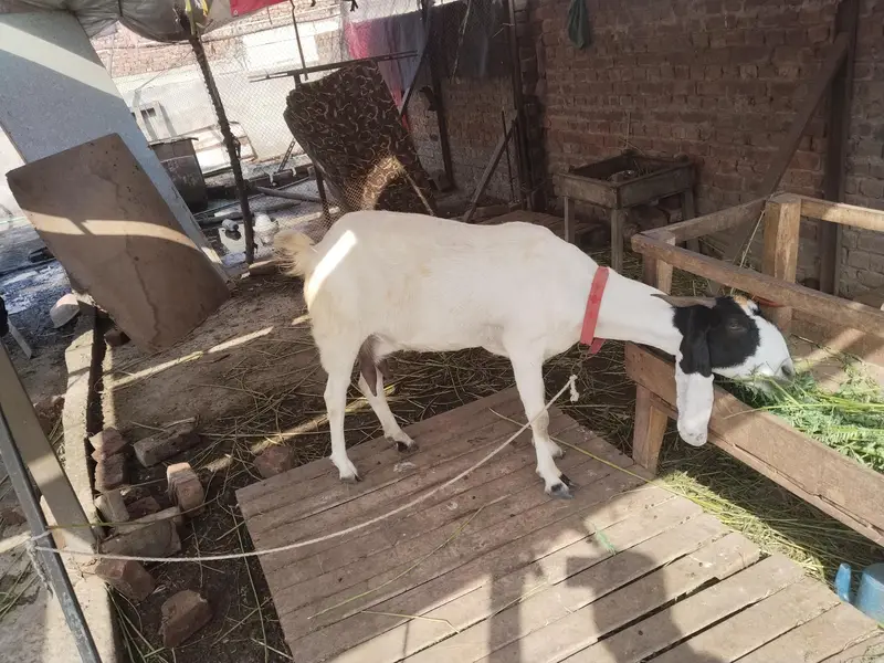 bakri ha bhot achi dood wali — photo 4