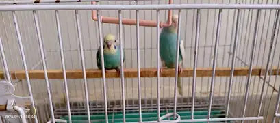 Beautiful Budgies/ Australian parrots for Sale with cage — photo 6