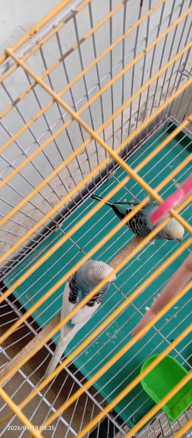 Beautiful Budgies/ Australian parrots for Sale with cage — photo 7