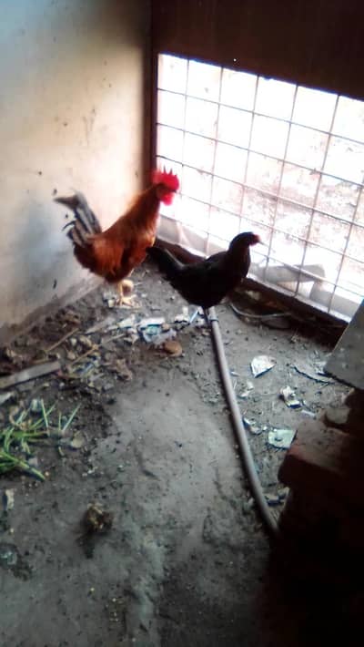 2 hen murgha