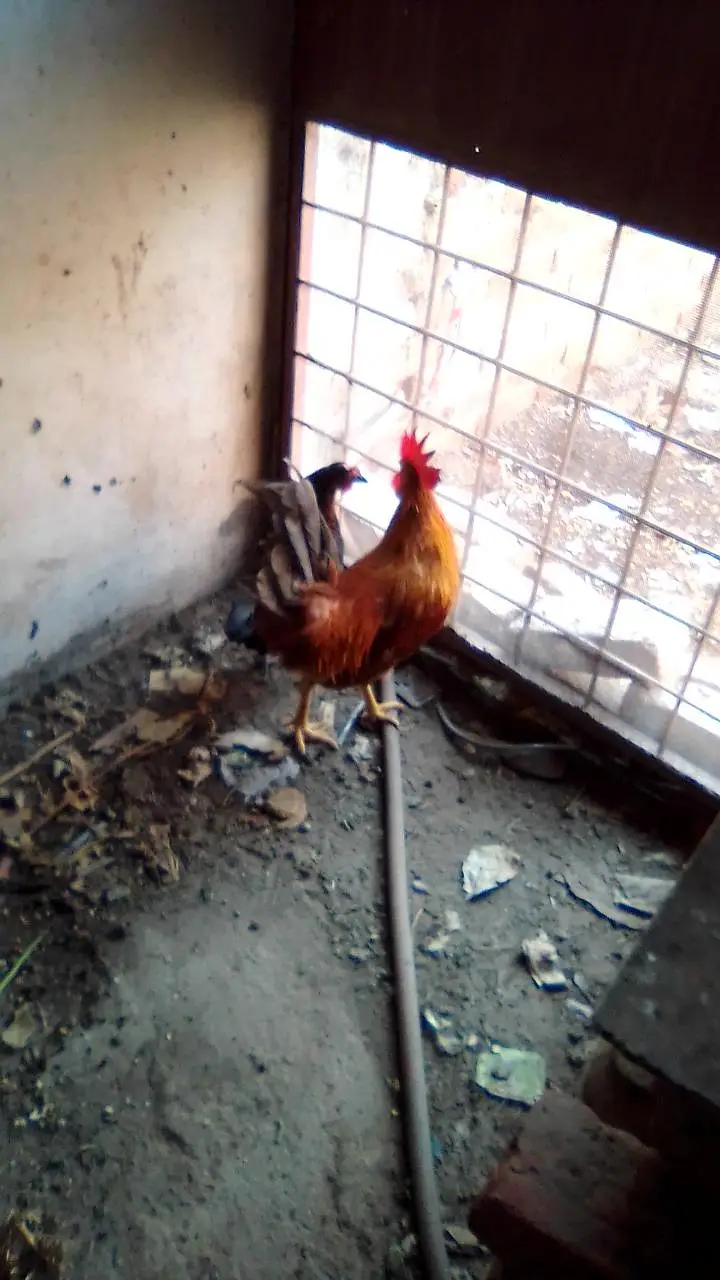 2 hen murgha — photo 2