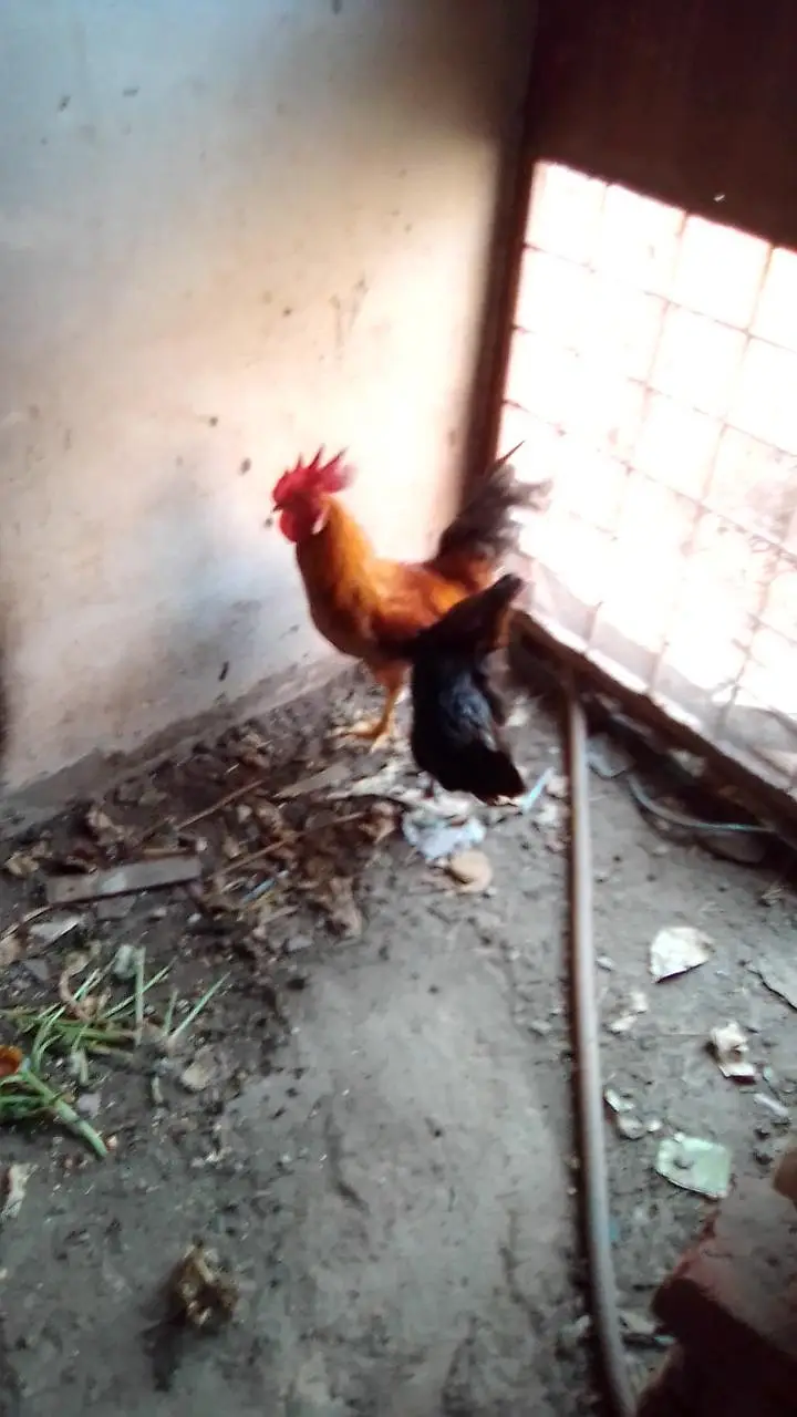 2 hen murgha — photo 3