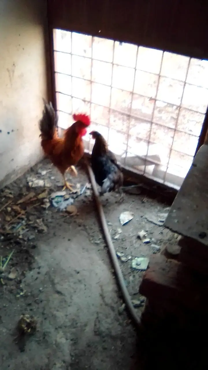 2 hen murgha — photo 4